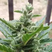Northern Lights Auto CO outdoor 2026