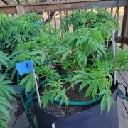 Durban Poison CO grow 2026
