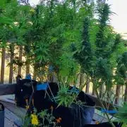 Durban Poison CO grow 2026