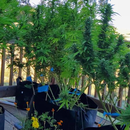 Durban Poison CO grow 2026