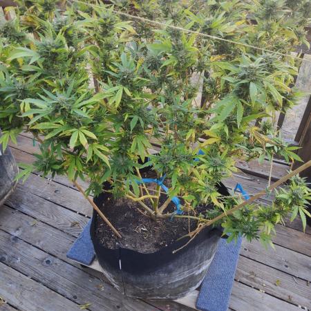 Durban Poison CO grow 2026