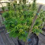 Durban Poison CO grow 2026