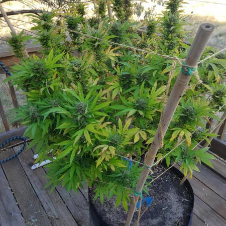Durban Poison CO grow 2026