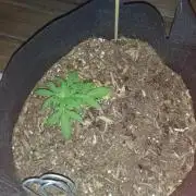 Northern Lights Autoflower
