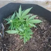 Northern Lights Autoflower