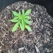 Northern Lights Autoflower