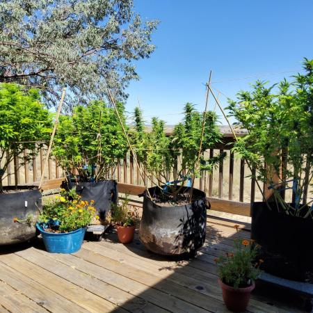 Durban Poison CO grow 2026