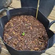 Outdoor Autoflower, round 2