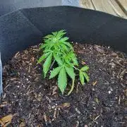 Northern Lights Autoflower