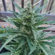 Northern Lights Auto CO outdoor 2026