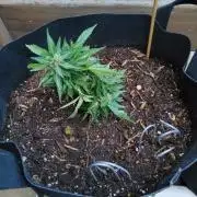 Northern Lights Autoflower