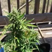 Northern Lights Auto CO outdoor 2026