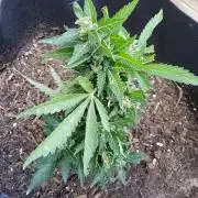 Northern Lights Autoflower