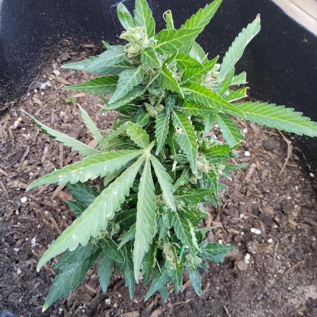 Northern Lights Autoflower