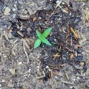 Outdoor Autoflower, round 2
