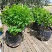 Durban Poison CO grow 2026
