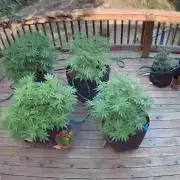 Durban Poison CO grow 2026