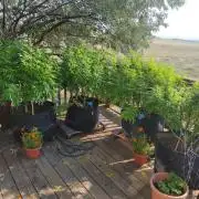 Durban Poison CO grow 2026