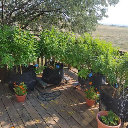Durban Poison CO grow 2026
