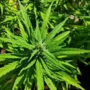 Durban Poison CO grow 2026