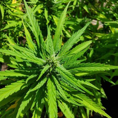 Durban Poison CO grow 2026