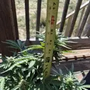 Northern Lights Auto CO outdoor 2026