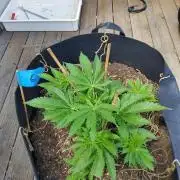 Durban Poison CO grow 2026