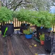 Durban Poison CO grow 2026