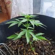 CO outdoor Northern Lights Auto 2026