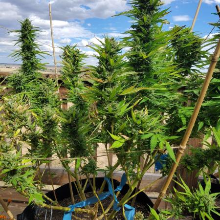 Durban Poison CO grow 2026