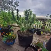 Durban Poison CO grow 2026