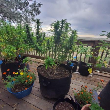 Durban Poison CO grow 2026