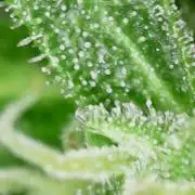 Northern Lights Auto CO outdoor 2026