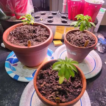 CO grow 2026