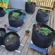 Durban Poison CO grow 2026