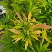 Durban Poison CO grow 2026