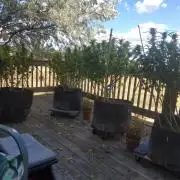 Durban Poison CO grow 2026