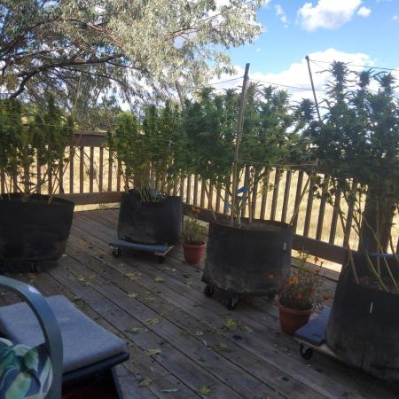 Durban Poison CO grow 2026