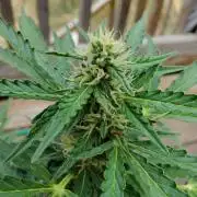 Northern Lights Auto CO outdoor 2026