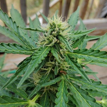 Northern Lights Auto CO outdoor 2026