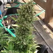 Northern Lights Auto CO outdoor 2026