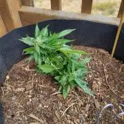 Northern Lights Autoflower