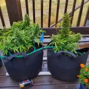 Northern Lights Auto CO outdoor 2026