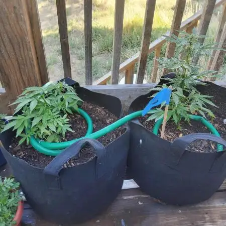 Northern Lights Auto CO outdoor 2026