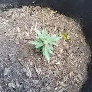 Northern Lights Autoflower
