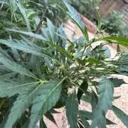 Mixed Organic Photo Outdoor