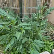 Mixed Organic Photo Outdoor