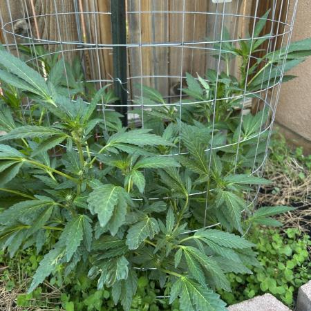 Mixed Organic Photo Outdoor