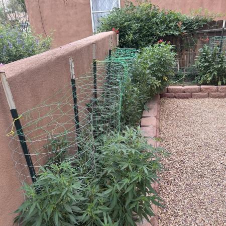 Mixed Organic Photo Outdoor