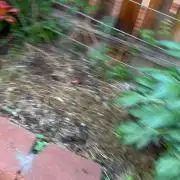 Mixed Organic Photo Outdoor